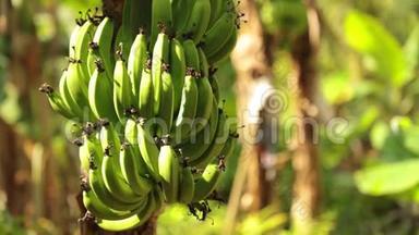 香蕉椿树种植高清图像